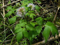 Hydrophyllum fendleri