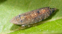Scaphytopius acutus