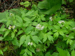 Hydrophyllum fendleri