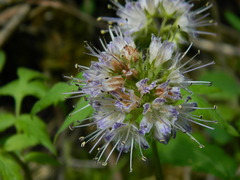 Hydrophyllum fendleri
