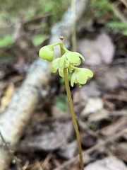 Pyrola chlorantha