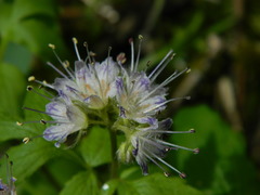 Hydrophyllum fendleri
