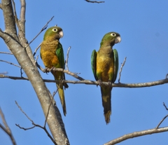 Eupsittula cactorum