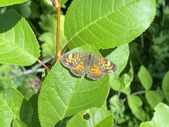 Phyciodes batesii