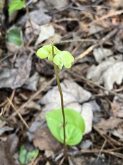 Pyrola chlorantha