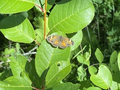 Phyciodes batesii