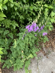 Campanula rapunculoides