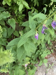 Campanula rapunculoides