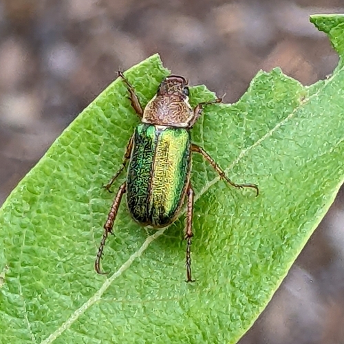 Dichelonyx fulgidus