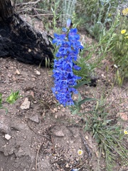 Penstemon glaber