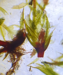 Ptychostomum pallescens