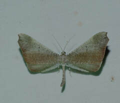 Macrosoma rubedinaria