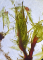 Ptychostomum pallescens