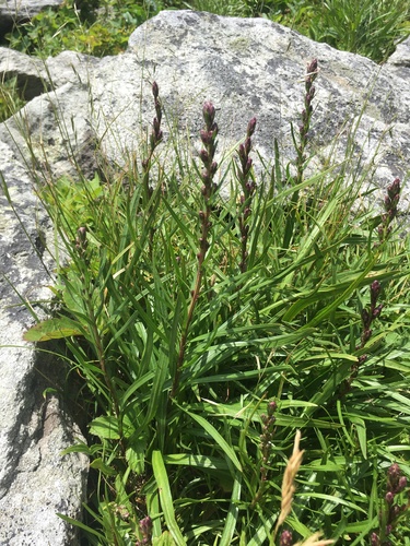 Image of Liatris helleri by (c) harrier, some rights reserved (CC BY)