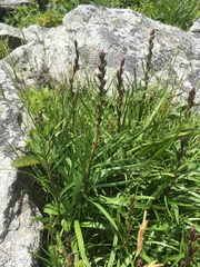 Liatris helleri