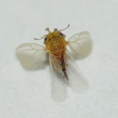 Blastopsylla occidentalis