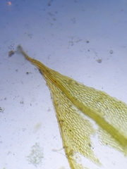 Ptychostomum pallescens