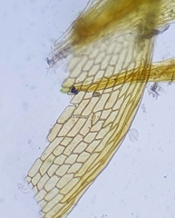 Ptychostomum pallescens