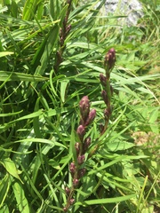 Liatris helleri
