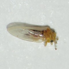 Blastopsylla occidentalis