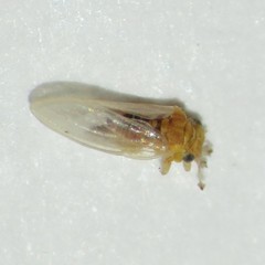 Blastopsylla occidentalis