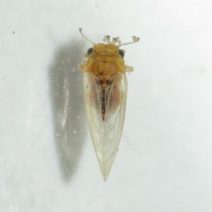 Blastopsylla occidentalis