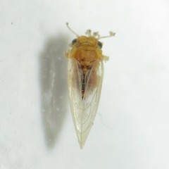 Blastopsylla occidentalis