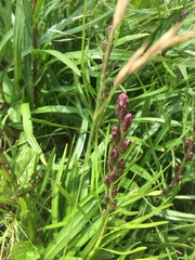 Liatris helleri