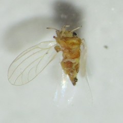 Blastopsylla occidentalis