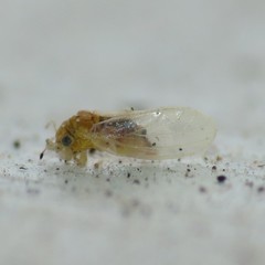 Blastopsylla occidentalis