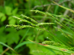 Carex deweyana