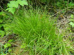 Carex deweyana
