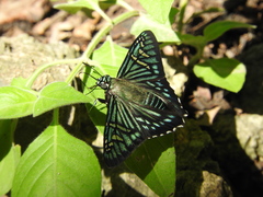 Phocides urania urania