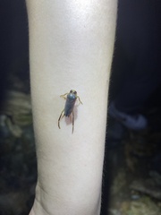 Notonecta montandoni