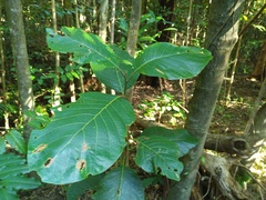 Cryptocarya hypospodia