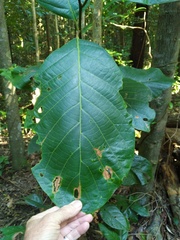 Cryptocarya hypospodia