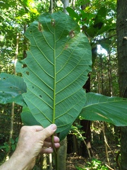 Cryptocarya hypospodia