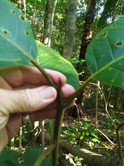 Cryptocarya hypospodia