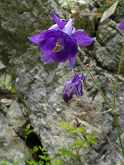 Aquilegia nigricans