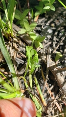 Botrychium simplex image