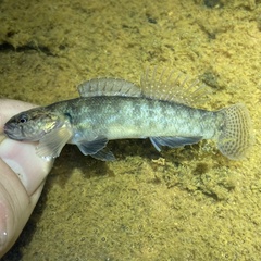 Guardian Darter photo 5