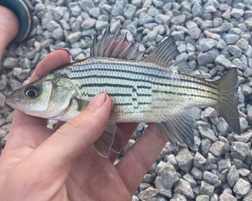 Yellow bass (Morone mississippiensis) — Moronidae — 4