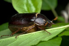 Phyllophaga anxia