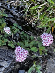 Spiraea morrisonicola