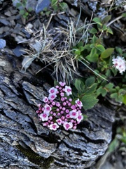 Spiraea morrisonicola