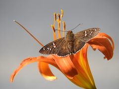 Apyrrothrix araxes