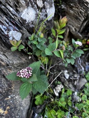 Spiraea morrisonicola