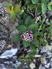 Spiraea morrisonicola