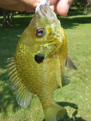Lepomis gibbosus × macrochirus