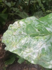 Phyllocnistis magnoliella